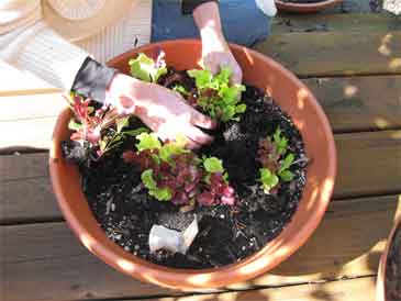 The lettuce grows
